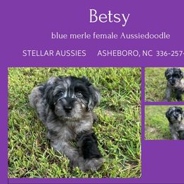 Betsy - Blue merle female Aussiedoodle puppy in Asheboro, North Carolina from Stellar Aussies