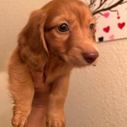 Cinnamon - Red male Dachshund puppy in Pueblo, Colorado from Nikas Baby Beanz LH Dachshunds