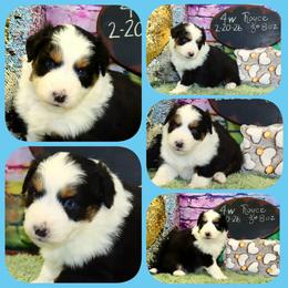 Rolls Royce - Black tri male Toy Australian Shepherd puppy in Levelland, Texas from Once Upon a Time Aussies