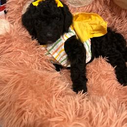 Denver - Silver female Poodle puppy in Mobile, Alabama from Semmy’s Standard Poodle LLC