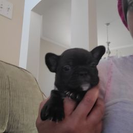 Girl 1 - French Bulldog puppy in Plano, Texas from Thompson's Frenchies