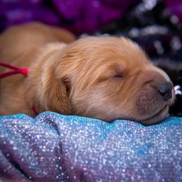 Golden Retriever Puppies from Earley Goldens