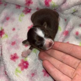 Minnie - Red tri female Toy Australian Shepherd puppy in Humansville, Missouri from Tater Tot aussies