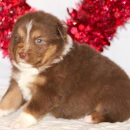 Riley  red tri female  small blaze with half white collar - Red tri-color female Australian Shepherd puppy in Cookeville, Tennessee from Spring Creek Aussies
