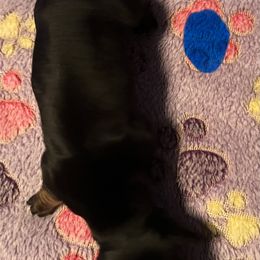 No.1 Black and  Tan - Black and tan male Dachshund puppy in Martinsville, Indiana from Witchy Woman’s Wiener’s