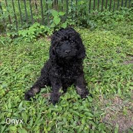 Onyx - Black male Cockapoo puppy in Sunset, Louisiana from Cano Cockapoos