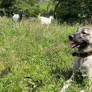 Kangals from Berecz Hollow Farm LLC