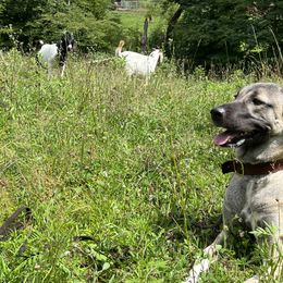 Kangals from Berecz Hollow Farm LLC