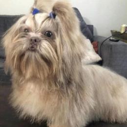 Freedom - Shih Tzu