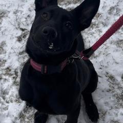 Belgian Malinois and Dutch Shepherd Puppies from Maine Working Dogs