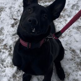 Belgian Malinois and Dutch Shepherd Puppies from Maine Working Dogs