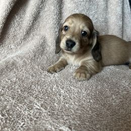 Girl 2 - Cream Dachshund puppy in Perris, California from Doxie_pupps