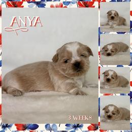 Anya - Cream and white female Shih Tzu puppy in Yelm, Washington from Lala's All Star Shih Tzu