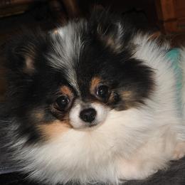 Rascal - Pomeranian