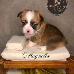 Magnolia - Sable female Pembroke Welsh Corgi puppy in Benton, Arkansas from High Cotton Corgis