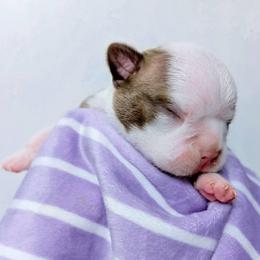Baby Lila Red Girl - Seal and white female Boston Terrier puppy in Kingsport, Tennessee from Sleepwalker Bostons