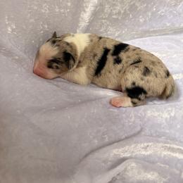 Cream - Blue merle female Australian Shepherd puppy in Mount Vernon, Texas from RJ's Aussie Posse