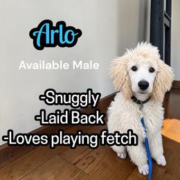 Arlo - Cream male Poodle puppy in Baltimore, Maryland from Steinrock’s Standards