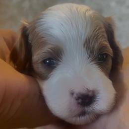 Otis - White male Cavapoo puppy in Gilbert, Arizona from Cavapoo Lifestyle