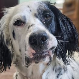 Tempe - English Setter