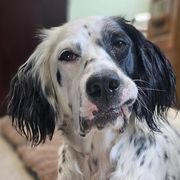 Tempe - English Setter