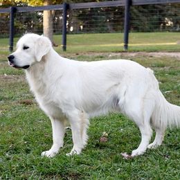 Golden Retrievers from Golden Pride Retrievers