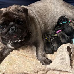 Betty - Pug