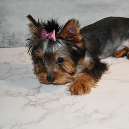 Lala small girl - Black and tan Yorkshire Terrier puppy in Maple Heights, Ohio from Yorkiesllc