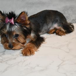 Lala small girl - Black and tan Yorkshire Terrier puppy in Maple Heights, Ohio from Yorkiesllc
