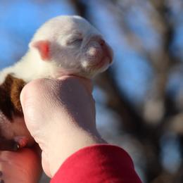 2nd pick puppy - White male Bulldog puppy in Pueblo, Colorado from Double B Bulldogs