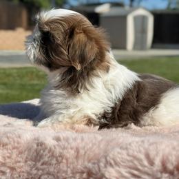 Boy 1 - Tricolor male Shih Tzu puppy in Calimesa, California from Little Mountain’s Shih Tzus