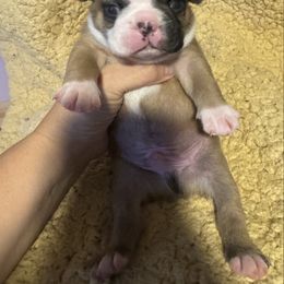 Jason - Seal brindle and white male Boston Terrier puppy in Wellington, Ohio from Twist of Faith Farms