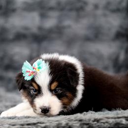 Katniss - Black tri-color female Australian Shepherd puppy in Riverton, Utah from Stone Ridge Australian Shepherds