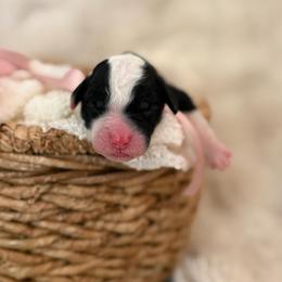 Prada - Black and white female Aussiedoodle puppy in Queen Creek, Arizona from Sunny Doodles