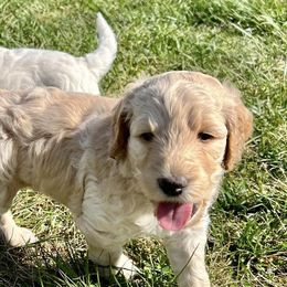 Goldendoodles from Happily Ever Doodles and Poodles