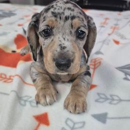 Mindy - Black and tan female Dachshund puppy in Randolph, Texas from Spindle's Little Treasures