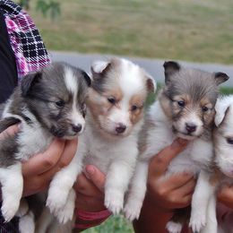 Rottweiler and Toy Shetland Sheepdog Puppies from Mountain High Kennels