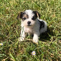 Peaches - Parti female Yorkshire Terrier puppy in Navarre, Florida from KAYY services