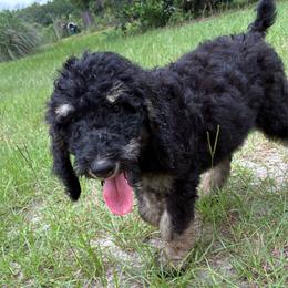Phantom Girl 2 - Phantom female Poodle puppy in Jesup, Georgia from Altamaha Mud Poodles LLC.
