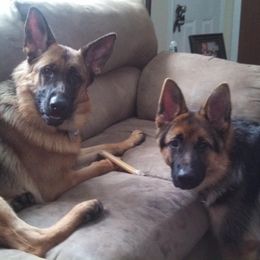 German Shepherds from Windy Knoll Shepherds