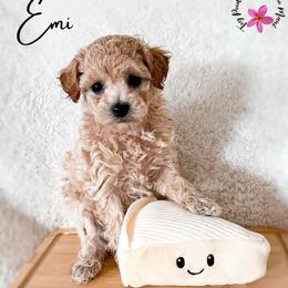 Brie - Cream female Maltipoo puppy in Kula, Hawaii from Toy Poodle & Maltipoo Maui