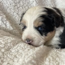 Miniature Australian Shepherd and Shih Tzu Puppies from J&R Aussies