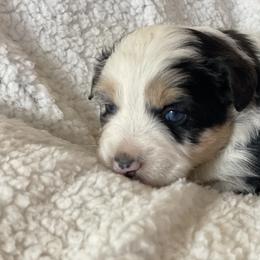 Miniature Australian Shepherd and Shih Tzu Puppies from J&R Aussies