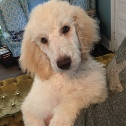 Poodles from CiscoStandardPoodles