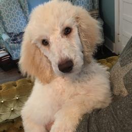 Poodles from CiscoStandardPoodles