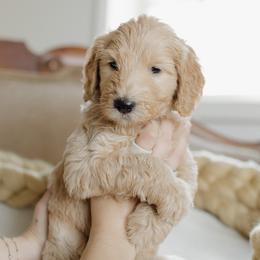 Boy 5 - male Goldendoodle puppy in Hiddenite, North Carolina from Rose and Reid Doodles