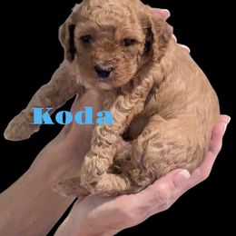 Cockapoo Puppies from Martin's Cockapoos