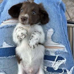 Dachshund Puppies from Twisted C’s Dachshunds