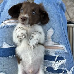 Dachshund Puppies from Twisted C’s Dachshunds