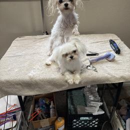 Shania - Maltese
